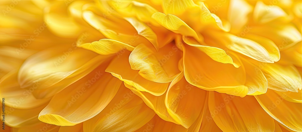 Aufkleber Macro shot of yellow chrysanthemum petals with a background suitable for adding text or images, providing ample copy space image.