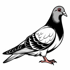 Black and White Pigeon Vector Illustration