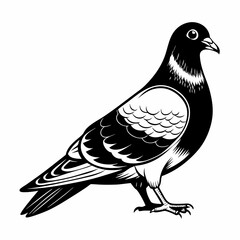 Black and White Pigeon Vector Illustration