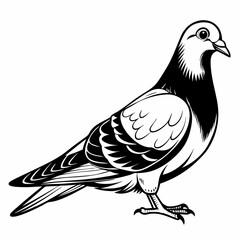 Black and White Pigeon Vector Illustration