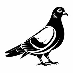 Black and White Pigeon Vector Illustration