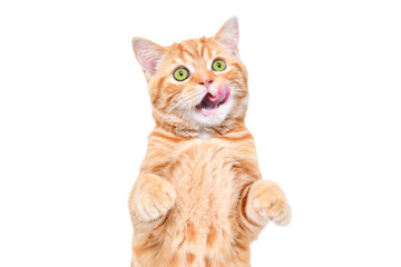 Cute red kitten Scottish Straight licking its lips isolated on a white background