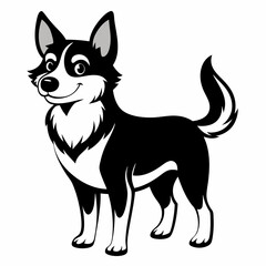black and white dog