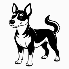 black and white dog