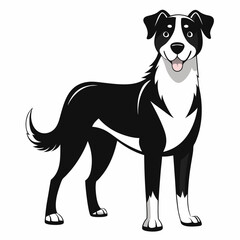 portrait of a black and white dog