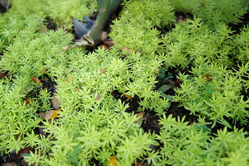 Exterior design and decoration of natural green terrace deck and patio