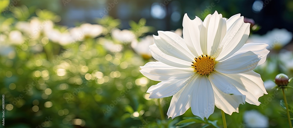 Poster a white flower in a garden with ample copy space image for a close-up shot.
