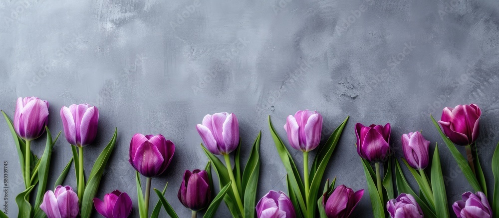 Aufkleber vibrant purple tulips against a grey backdrop in a flatlay arrangement with empty space for text or 