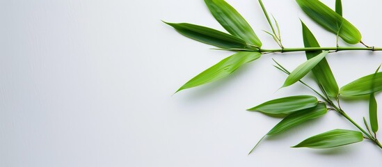 A bamboo leaf on a white backdrop with copy space image.