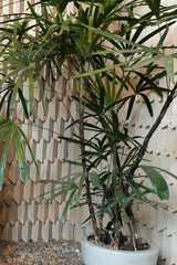 Obraz premium Exterior design and decoration of natural green terrace deck and patio