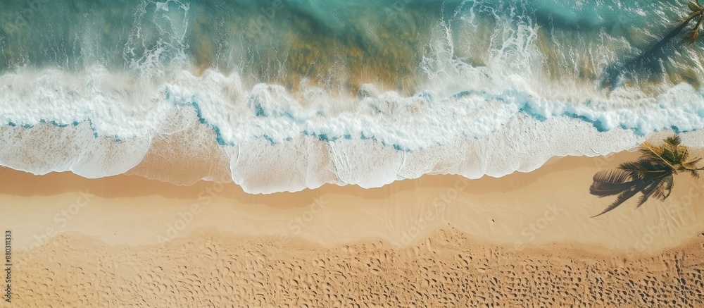 Poster Aerial view of a sandy beach with palm trees and the ocean in the background, ideal for use in a design with copy space image.