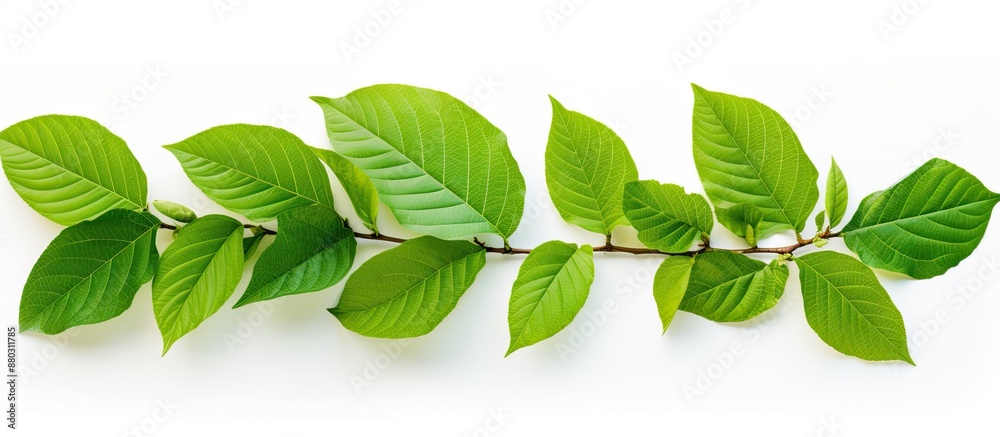 Aufkleber green foliage backdrop with a branch of kratom leaves on a white isolated background, ideal for a co