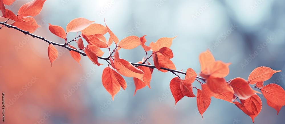 Aufkleber autumn leaves in red hues on poplar branches with copy space image.