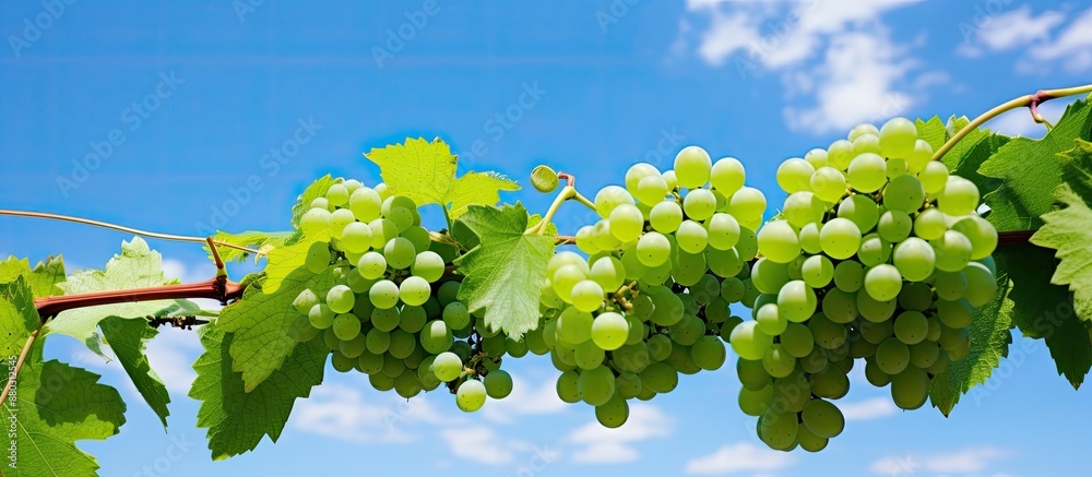 Poster cluster of grapes on the vine with lush green leaves, against a backdrop of clear blue sky, ideal fo