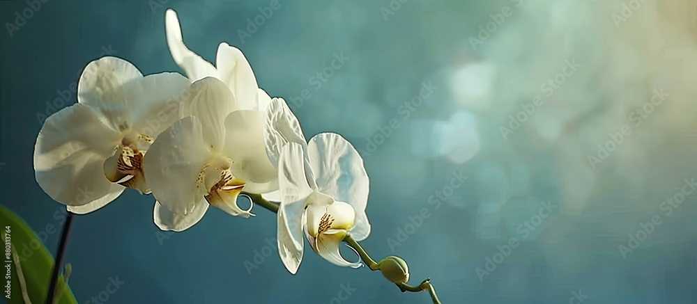Poster a white phalaenopsis orchid displayed against a blue backdrop, providing room for additional content