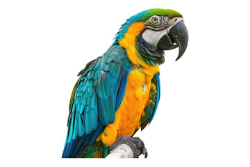 Parrot isolated on transparent background