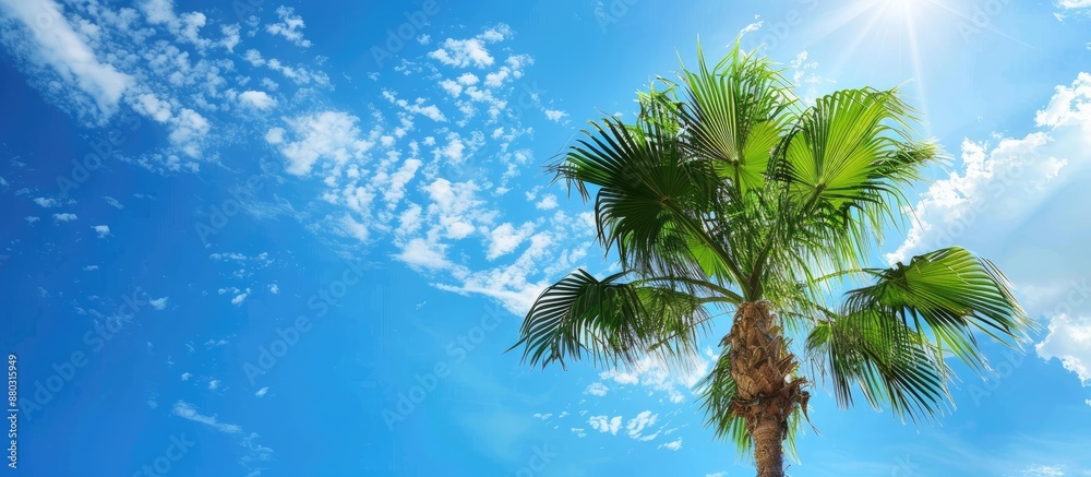 Poster Clear blue sky in the background with a palm tree, ideal for adding text or images (copy space image).