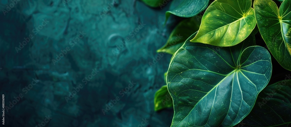Poster unfamiliar verdant leaf with copy space image.