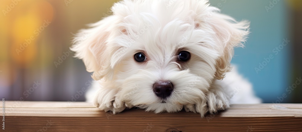 Poster Sweet puppy resulting from a cross between a Maltese and a Poodle, with a charming appearance, perfect for a copy space image.