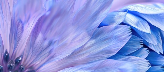 Fototapeta premium Macro close-up of chicory texture with instant chicory background for a top view flat lay shot. Ample copy space image available.