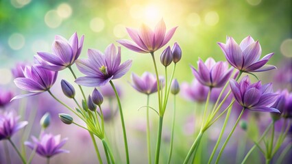 Fototapeta premium Vibrant purple petals of freshly bloomed lavender flowers unfold against a soft, creamy background, exuding serenity and tranquility.