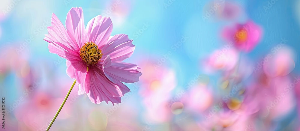 Poster a pink cosmos flower adding charm to the copy space image.