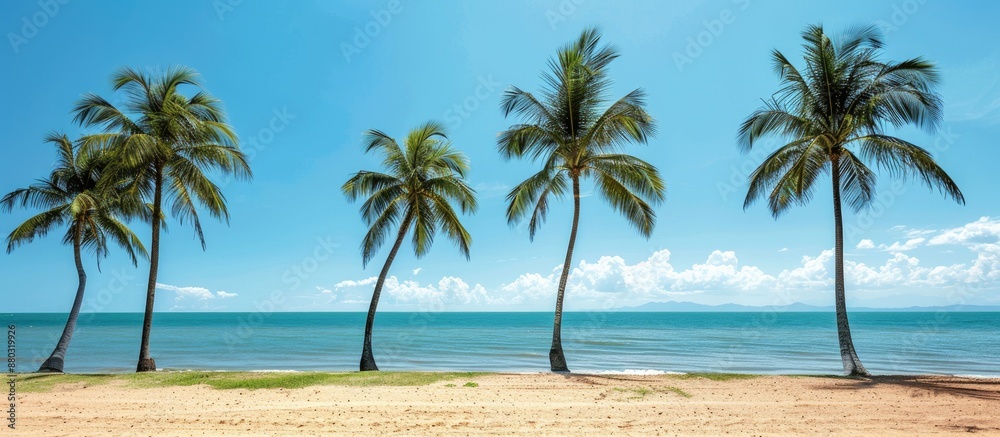 Leinwandbilder palm cove featuring palm trees by the beachfront with copy space image.