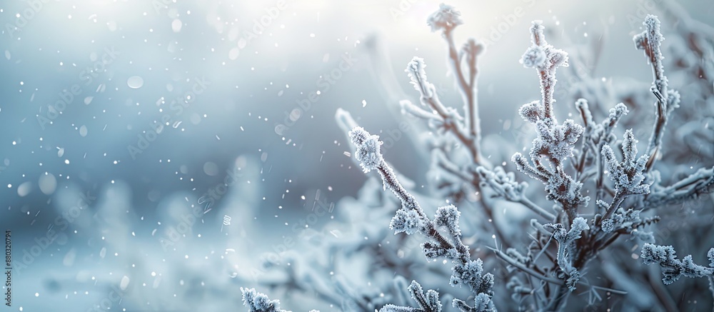 Leinwandbilder selective focus image of winter-covered trees and plants, creating a natural scene with copy space i