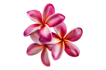 Plumeria rubra flower isolated on transparent background