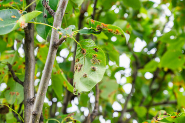 赤星病が発症した梨の木