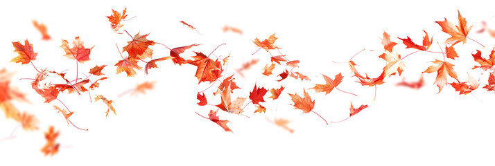 Autumn maple leaves blowing in the air. Movement and natural flow with isolated against transparent background.