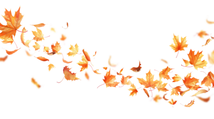 Autumn maple leaves blowing in the air. Movement and natural flow with isolated against transparent background.