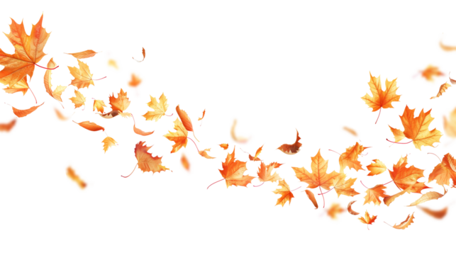 Autumn maple leaves blowing in the air. Movement and natural flow with isolated against transparent background.