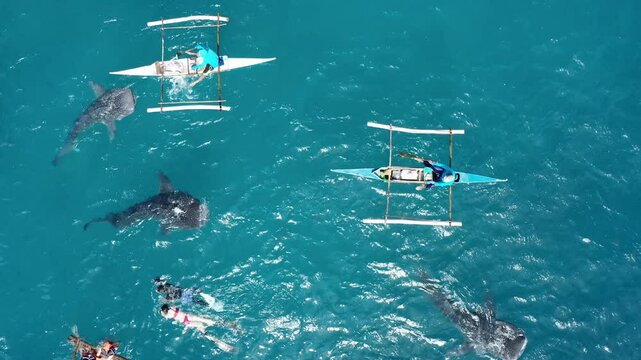 People snorkeling and and watch whale sharks from above. Oslob
