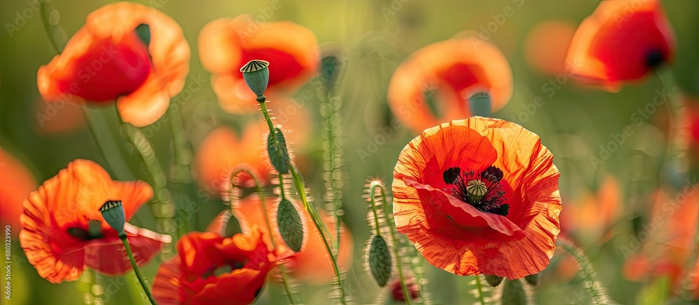Poster Blooming red poppy flowers in the countryside with a copy space image available for text integration.