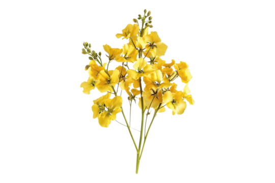 Rapeseed cluster isolated on transparent background