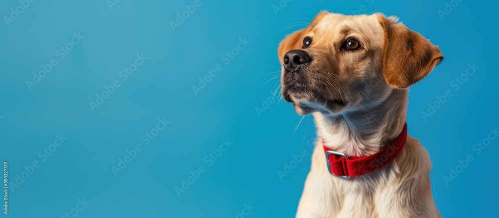 Poster a lovely dog posing in a studio with a blue background, with ample copy space for designs or text.