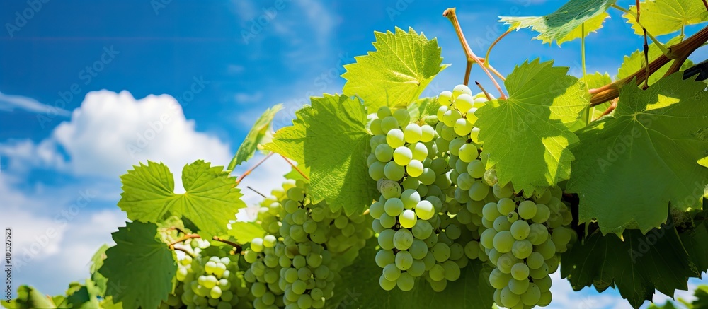 Poster cluster of grapes on the vine with lush green leaves, against a backdrop of clear blue sky, ideal fo