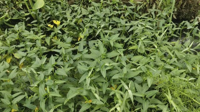 water spinach  plant  or Ipomoea aquatica close up, planted on land. photo taken in malaysia
