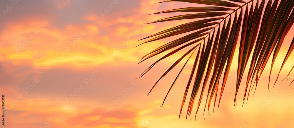 Poster copy space image of a palm leaf set against a beautiful sunset sky.
