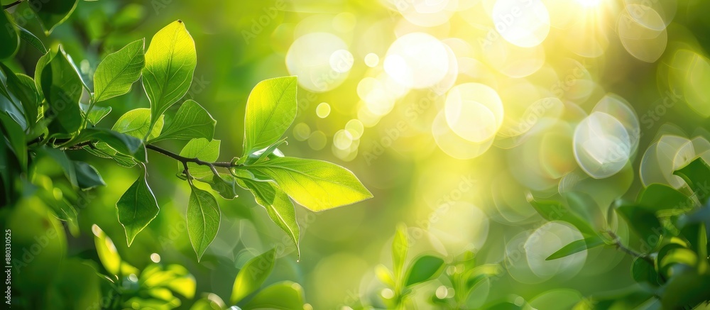 Aufkleber bokeh background of green leaves in a garden morning scene perfect for banners or product display wi