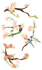 spring cherry blossom