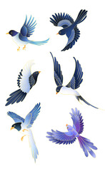 set of birds