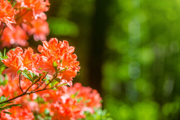 orange rhododendron blooms in the Botanical garden
