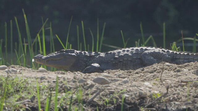 Crocodiles in wetland of Nepal