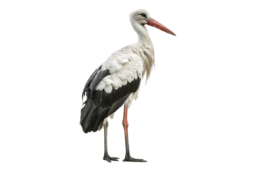 Stork isolated on transparent background