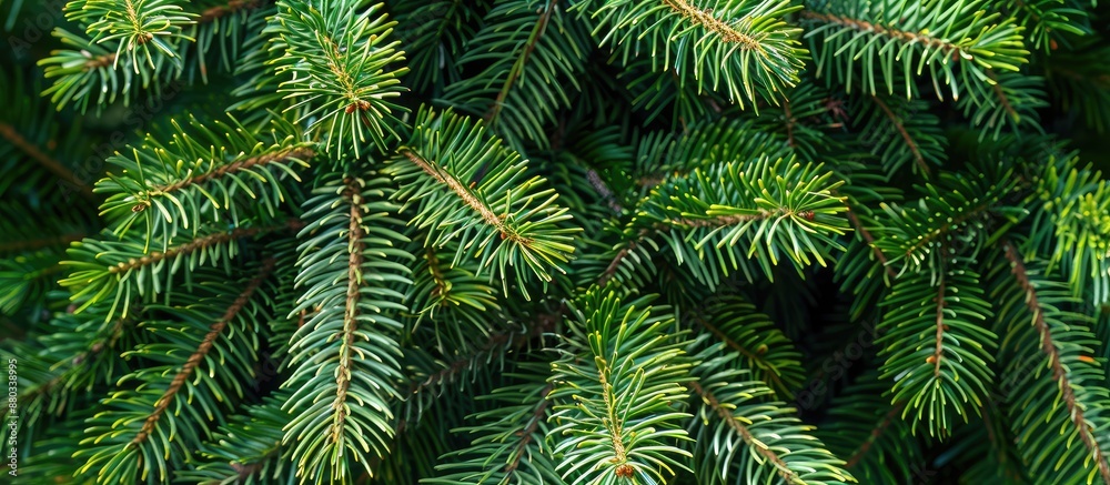 Poster Close up image showing the texture of summer Christmas tree needles with copy space