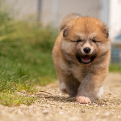 portrait d'un chiot akita poil long, roux et blanc, venant vers le photographe, en extérieur