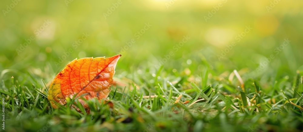 Aufkleber A tiny dried leaf rests on the grass creating a backdrop with copy space for an image