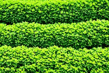 Green garden bushes